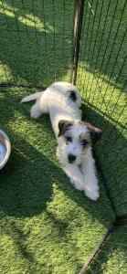 Pure breed jack Russell pups 1 left 