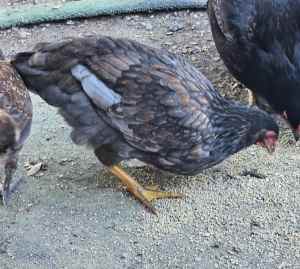 Cross breed pullets available