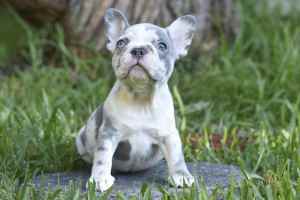 French Bulldog Female Puppy Merle