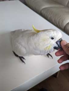 Cockatoo baby tamed