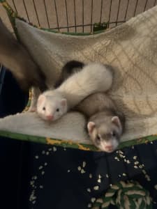 4 Female ferrets for Sale