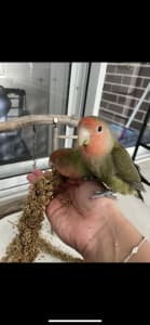 Lovebirds/peach face - Paired