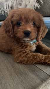Cavoodle, Ruby, Male