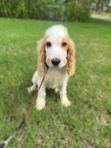 Purebred Male Cocker Spaniel Puppy - Available Now - DNA Clear