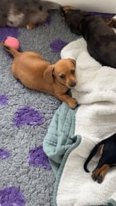 Mini dachshund puppies 