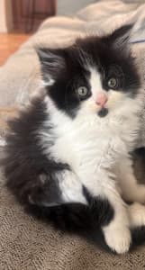 Ragdoll/Persian Kittens for sale