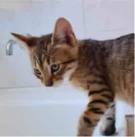 Rocket - Perth Animal Rescue Inc vet work cat/kitten