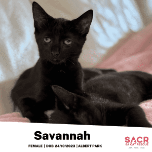 Available for Adoption - Savannah!