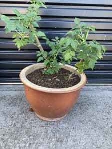 Tree Dahlia in Large Pot