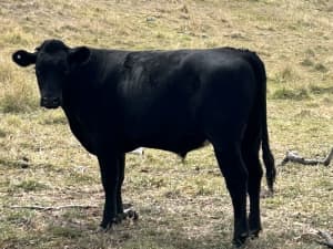 5 Angus Steers from $600 & delivery 