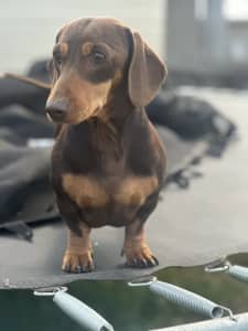 Miniture dachshund 4-year-old male