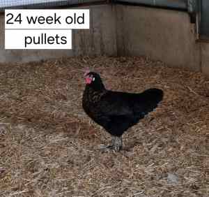 Pullets - point of lay from $30ea