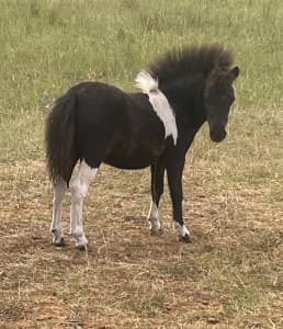 Miniature Horse - Filly