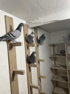 Racing pigeons for sale