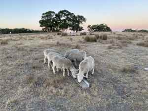 6 x Babydoll ewe lambs for sale