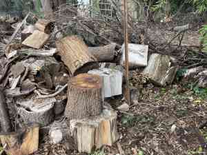 Free seasoned unsplit firewood and kindling