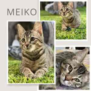 10324 : Meiko - KITTEN for ADOPTION - Vet Work Included