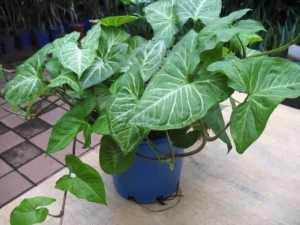 Potted syngonium plants, discounts for multi-purchases