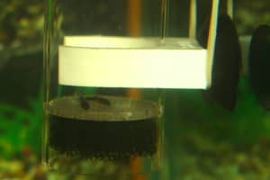 Aquarium Fish Breeding Egg Tumbler / Incubator