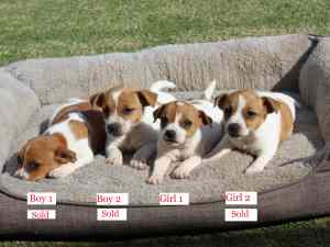 1 Adorable Purebred Jack Russell Puppy Left