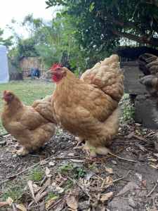 Rehoming 6 chickens