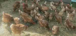 Poultry sale - hens , roosters , ducks