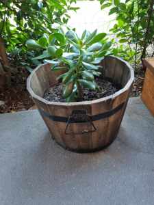 Jade plant with wooden pot