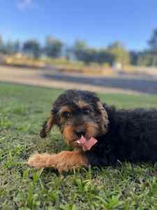 First Generation Cavoodle Puppy - Last 1 (Male) 