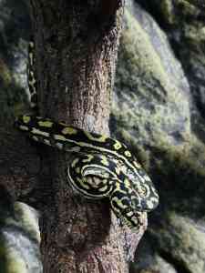 Jungle Python snake and enclosure for sale