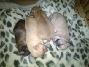 Available soon Male chihuahua puppies