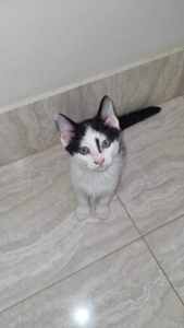 Shen rescue kitten NK6385 vetted- Joining PETstock Cannington