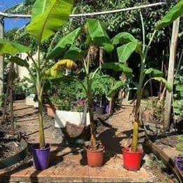 Ladyfinger banana plants