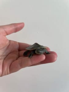 Baby Murray short neck turtles 