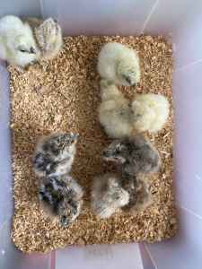 Chicks: Silkies, Pekins, Japanese bantams, Cream Legbar & crossbreed