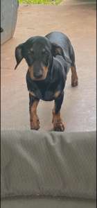 Male Dacshund X 7 months old for Rehoming