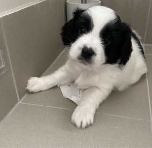 BLACK AND WHITE CAVOODLE