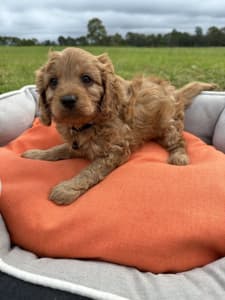 Cavoodle puppies available new homes NOW