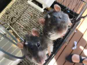 * all sold pending pickup 6 male rats 2 females free