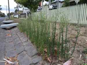 Do you need your weeds pulled out?