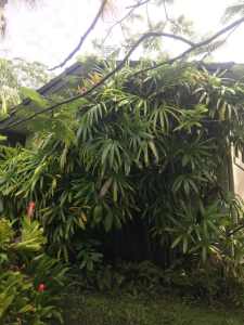 Raphis Palm Tree, Huge Clump, 20 years old