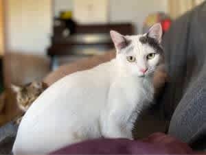 Son - Perth Animal Rescue inc vet work cat/kitten
