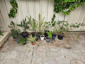 Cheap Pot Plants