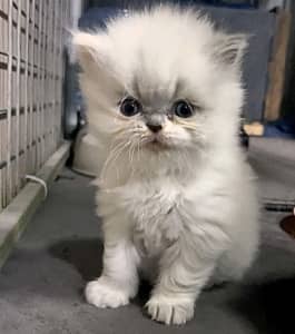regrettable sale gorgeous Lilac point Purebred Persian kitten