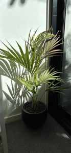 Kentia Palm 25cm pot