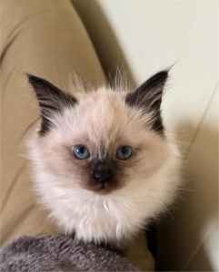 1 LEFT RAGDOLLS vaccinated and microshipped 