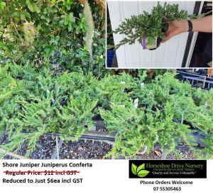 Super Specials Reduced Prices Plants - See Photos for Prices Mudgeeraba Gold Coast South Preview