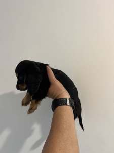Dachshund Pure Bred Long Haired Puppy