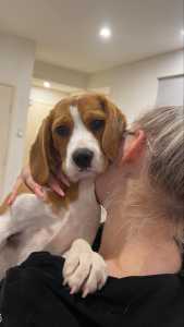 Beautiful beaglier puppy looking for a new home to call her own.