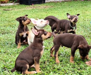 Kelpie puppies Red barb 🐶 sold out 
