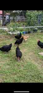 $200 seven chicken with feeds and insects powder